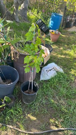 Grafted Red Seedless Grape Can Produce In 1-2 Years
