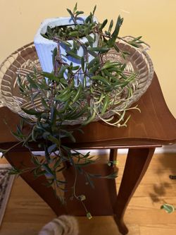 🪸String of Rubies Plant🐦‍🔥