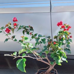 La Jolla Bougainvillea Bonsai 
