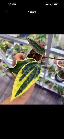 Hoya Latifolia Albo