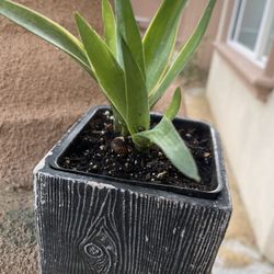 Plant In Ceramic Pot