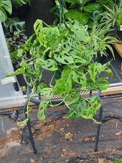 Swiss cheese houseplants live