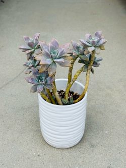 Succulents plants 🪴