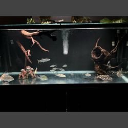 Fish tank branch and hide