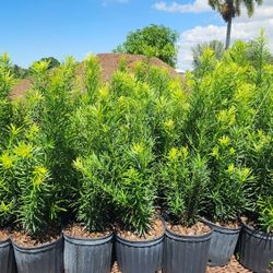 Beautiful Podocarpus Plants For Inmediate Privacy!!! Fertilized 