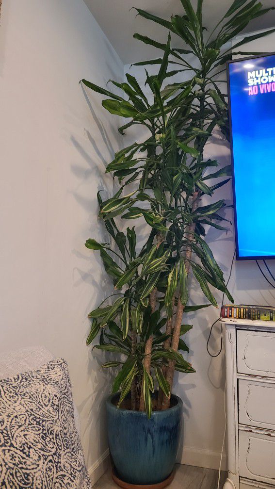 Potted Tall Indoor Plant 
