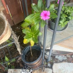 Flower, Plant, color, purple