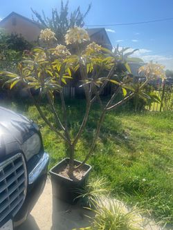 Planta plumeria color blanco