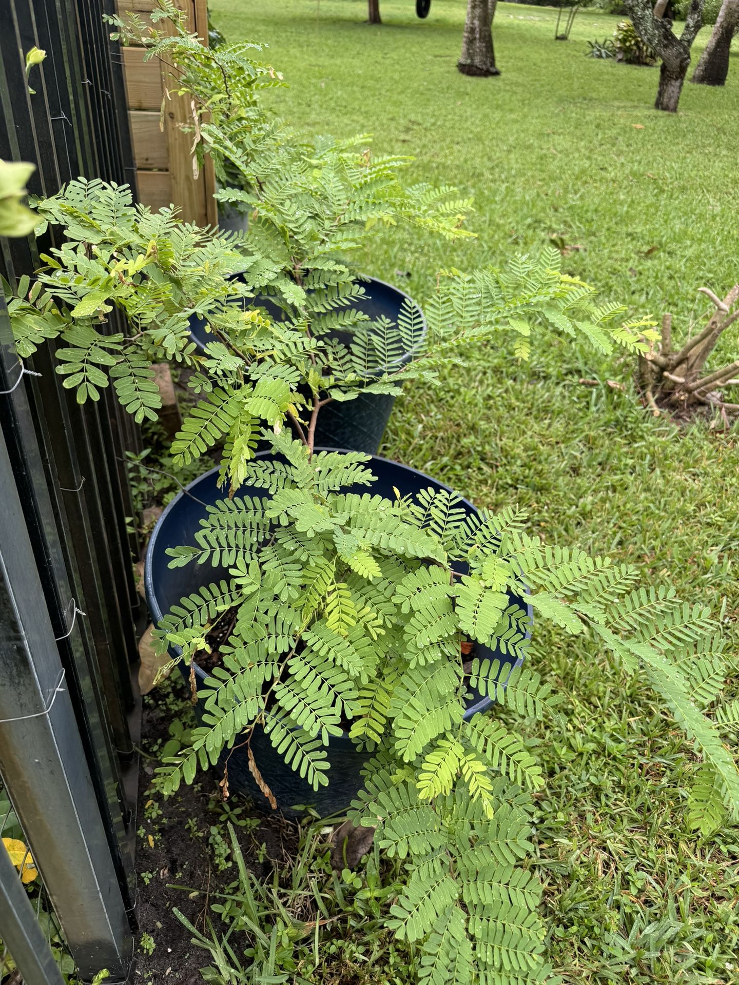 Tamarind Trees