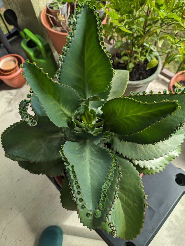 mother of thousands (Kalanchoe daigremontiana)