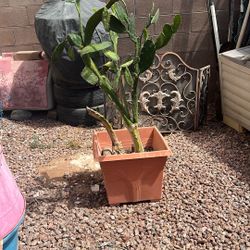PRICKLY PEAR CACTUS 