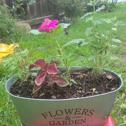 Flowers Garden Plants 