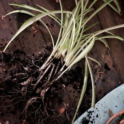 Free Spider Plant 