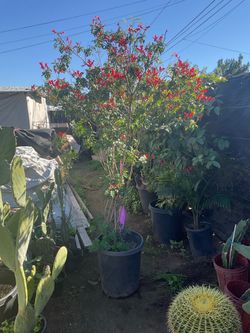 Árbol Tecomaria grande