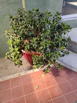 Plant
