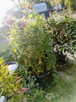 Very large blooming plants