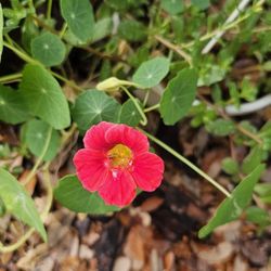 Hanging Basket With "Cherry Rose" Nasturtium And Purslane