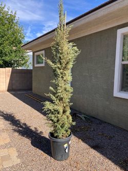 Italian Cypress Plant 7.5’