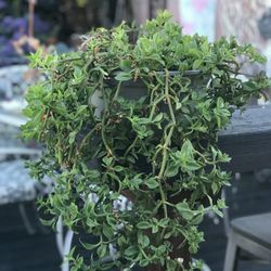 $4 Crawling/ Hanging Plant