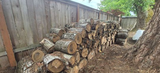 Maple firewood