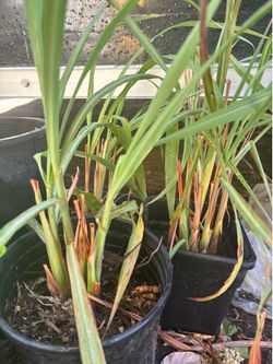 Lemongrass