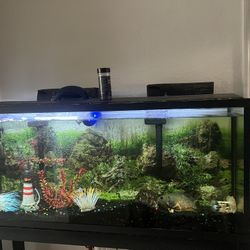 55 Gallon Fish Tank 