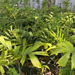 Foxtail Palms