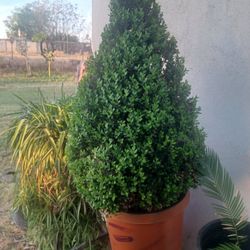 💎 LUXURY 3FT BOXWOOD TOPIARY CONE – INSTANT CURB APPEAL MASTERPIECE! 💎