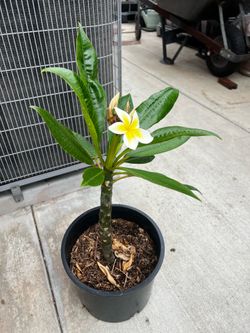 Healthy Plumeria Plant 3 Gallon Pot