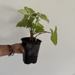 Real Syngonium Plant 