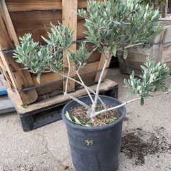 Olive Topiary Plant 