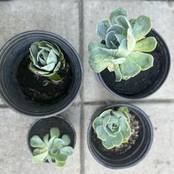 Succulent(s)