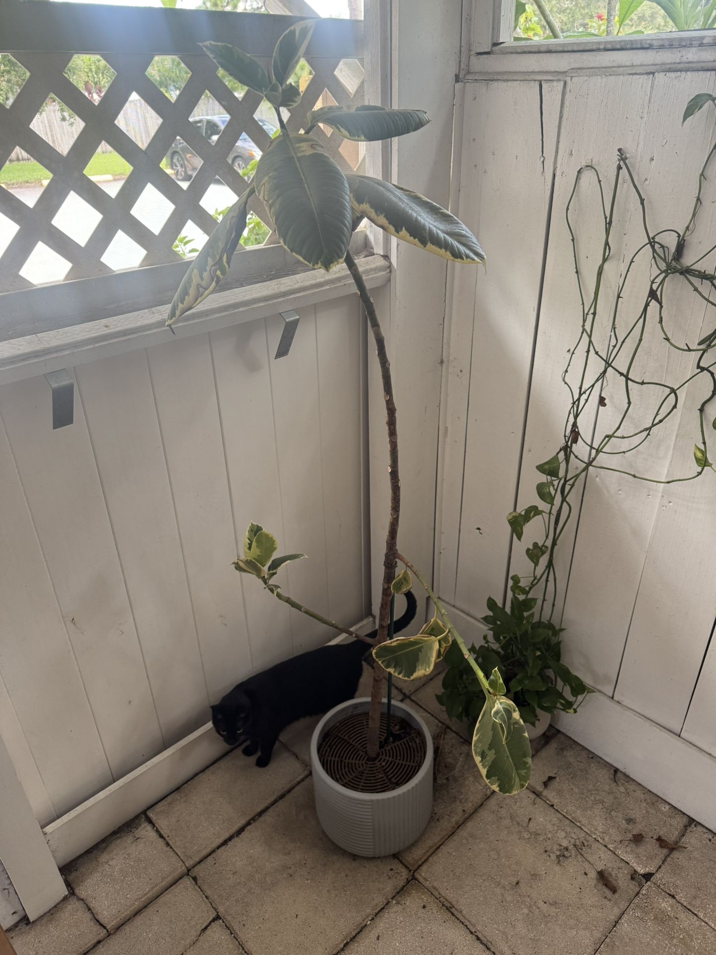 6ft Potted Ficus Tree