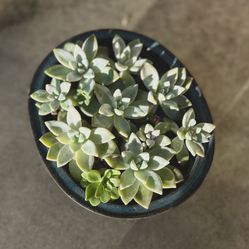 succulents in a pot