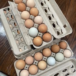 Fresh Eggs