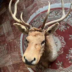  Taxidermy - Large Elk Shoulder Mount