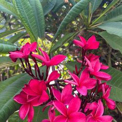 Plumeria Cutting