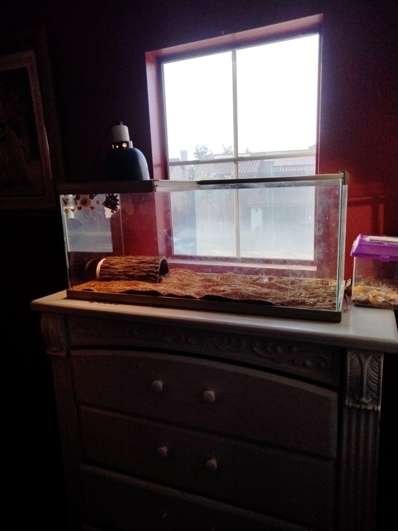 Bearded Dragon Enclosure