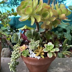 Succulents Con Maceta De Barro $20 Each 