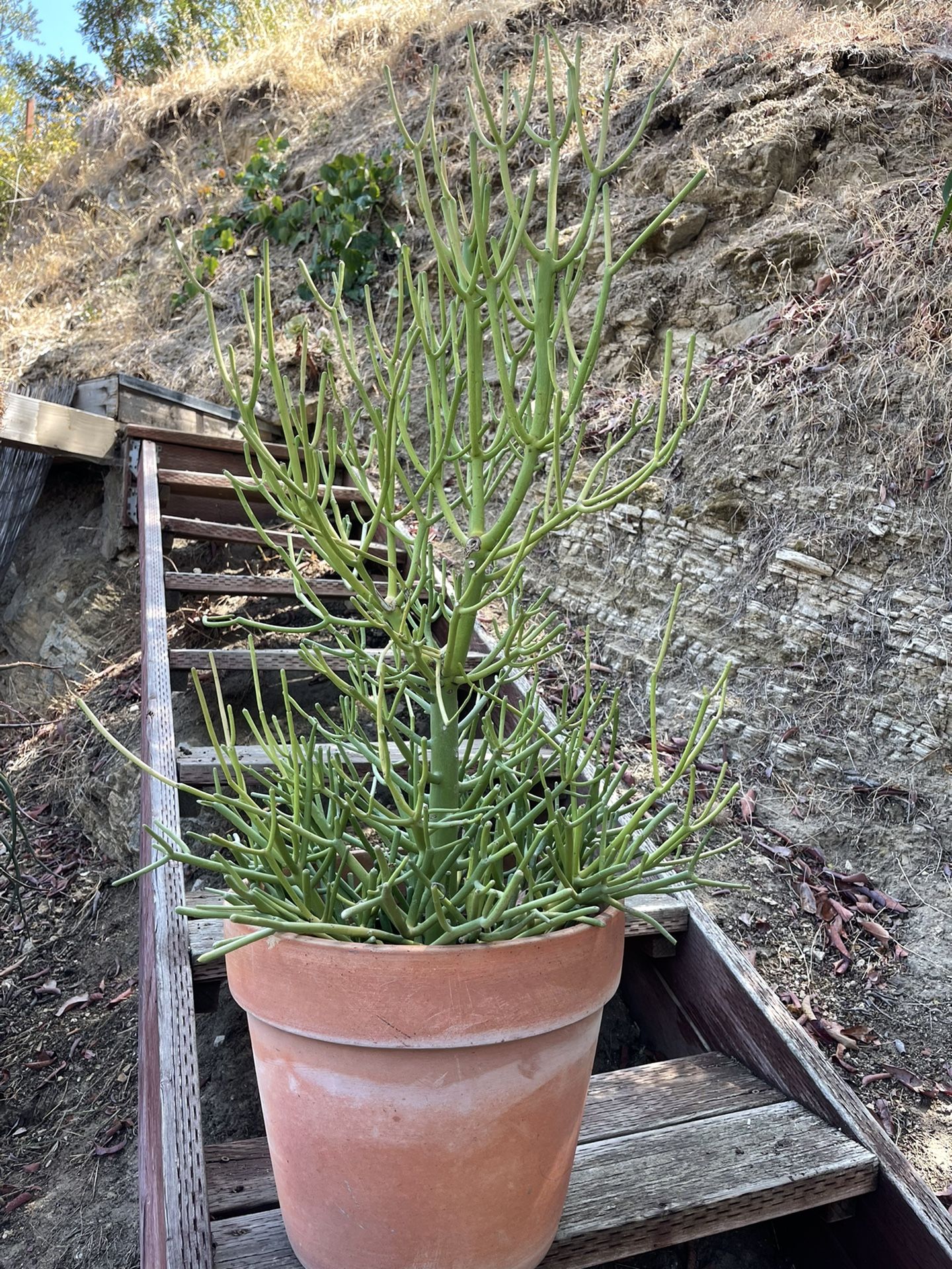 Succulent Large Fire Stick Terracotta Planter