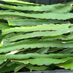 Dragon Fruit Plants And Cuttings