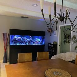 Fake Reef Tank