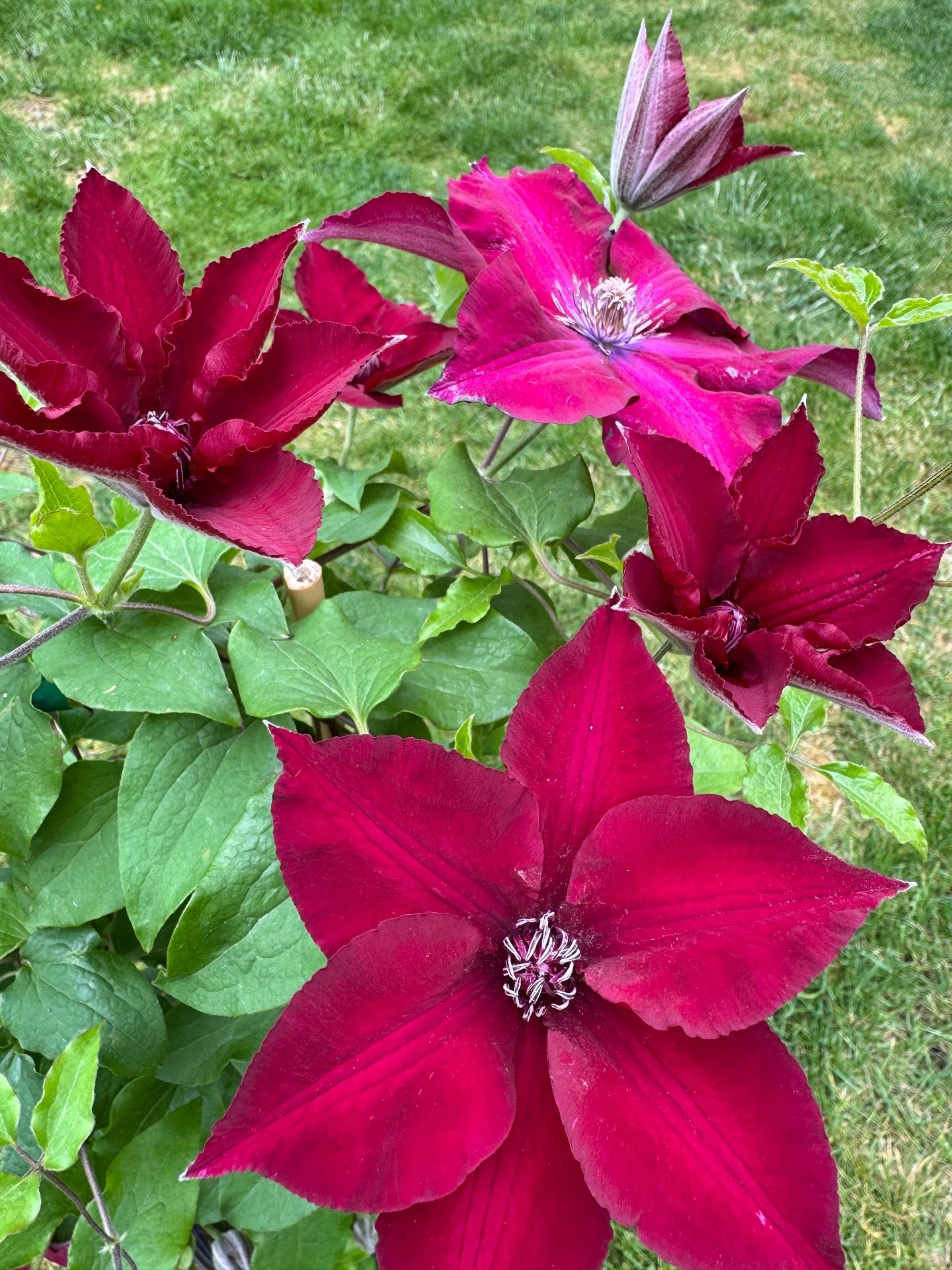 🌿 Clematis ‘Nubia’ – Rare Deep Red Blooms!
