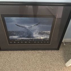3 whale pictures