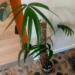 Amydrium Zippelianum