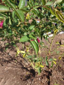 Tiny roses (not a full rose bush)