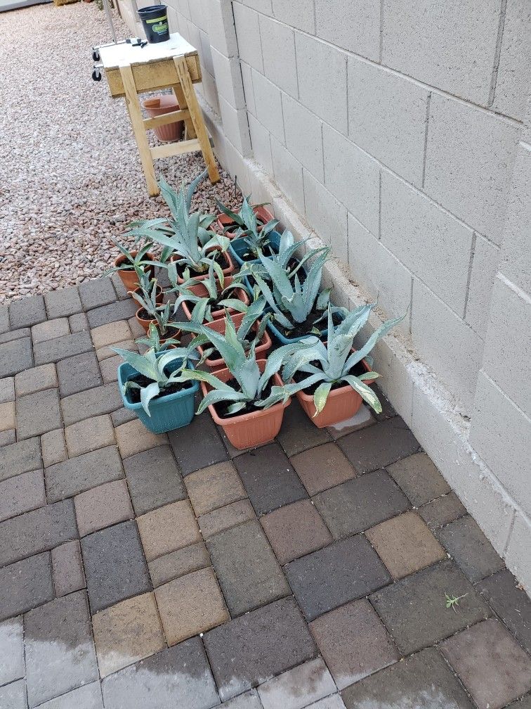 Blue Agave Potted Plants