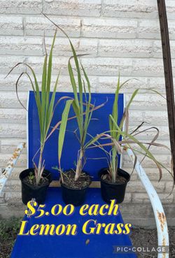 Lemon Grass