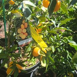 ÁRBOLES FRUTALES  5 GALONES $40