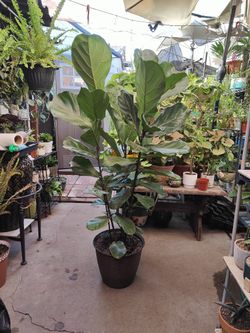 Fiddle Leaf Tree
